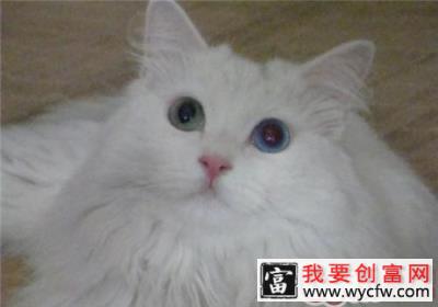 山东狮子猫怎么养？