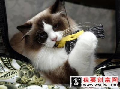 布偶猫应该吃什么