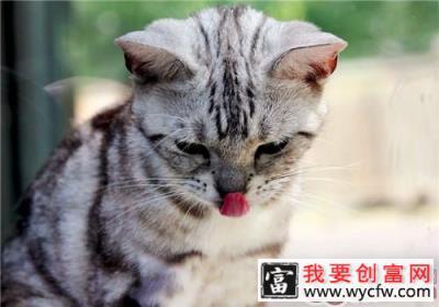 猫咪为什么吃不了热食