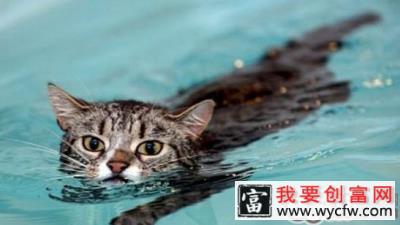 猫咪的学习能力到底有多惊人