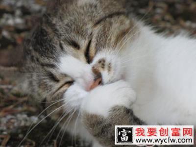 猫咪不出门就不会得病吗？