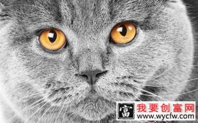 猫咪的眼睛——透视黑暗的能力