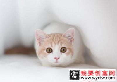 猫咪为什么会露出它的菊花