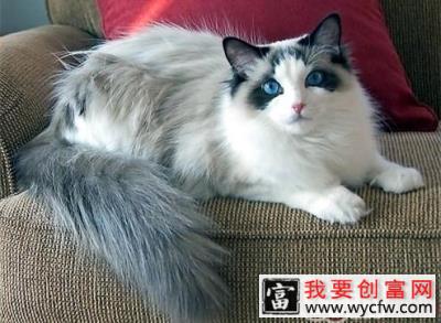 关于布偶猫的饲养