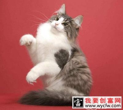 猫咪不把客人当外人怎么办