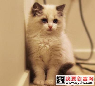 猫咪到底爱不爱聊天