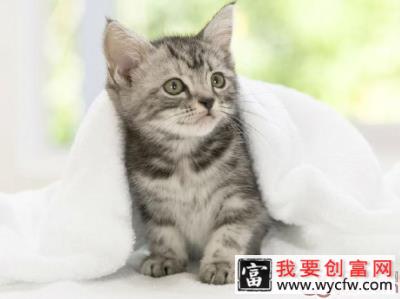 冬季为怕冷猫咪保暖原则