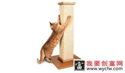 猫咪为何热衷于抓挠