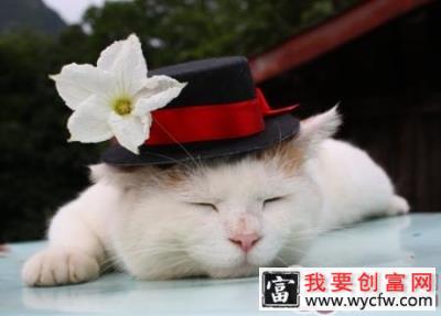 好睡眠帮助猫咪<a href=https://www.wycfw.com/kaidian/jkbj/ target=_blank class=infotextkey>健康</a>成长