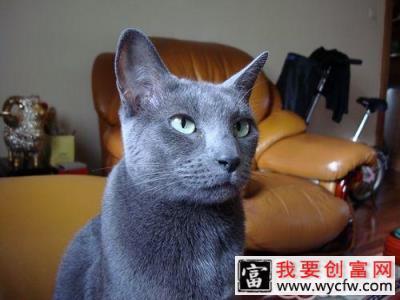 为宠物猫选窝需注意哪些