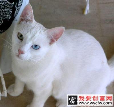 带宠物猫出境须知