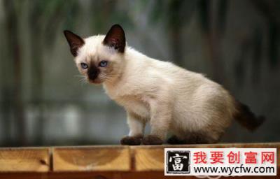 冬季天寒，请多给流浪猫一些关爱