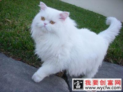 猫咪打呼噜吗