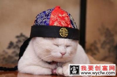 猫咪变老了会怎么样