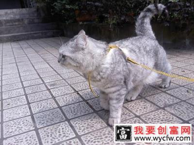 猫奴必知的冬季饲养宝典