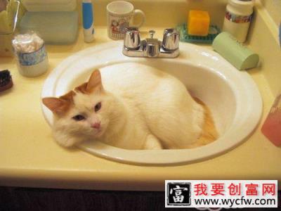 养宠物猫，你准备好了吗