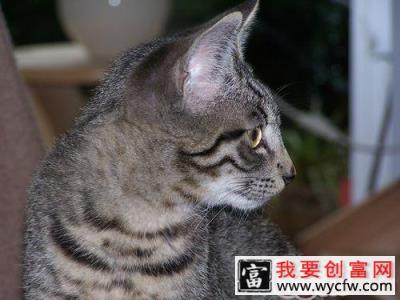 猫咪的眼睛晚上为什么发亮