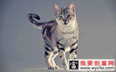 猫咪尾巴竖起来代表什么