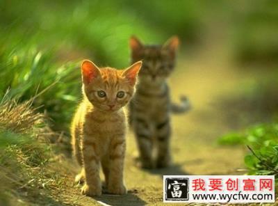 猫咪走失了要如何找回