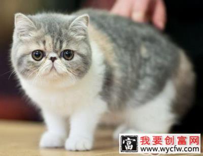 冬季饲养异国短毛猫要注意什么