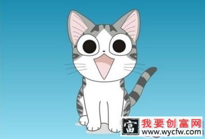 什么样的猫叫起司猫