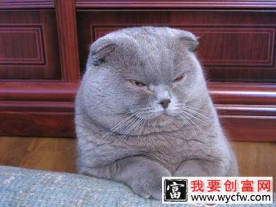 猫咪太胖并不是好事