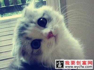 生肖与猫咪：什么属相的人适合养猫