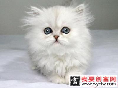 猫咪美毛从日常梳理开始