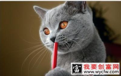 猫咪可以尝出不同味道吗