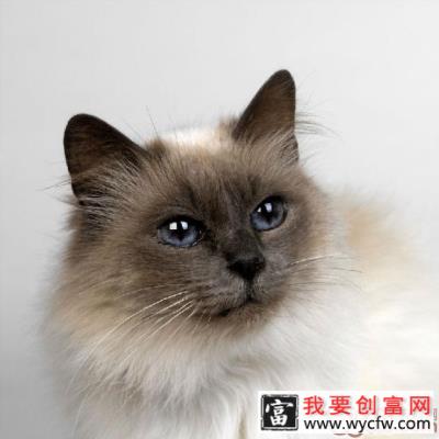 关于水晶猫砂的优点