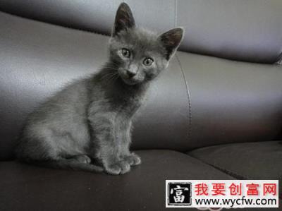 俄罗斯蓝猫知多少