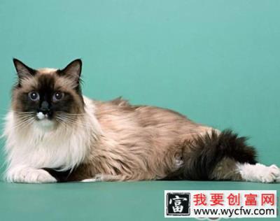 伯曼猫的护理方法介绍