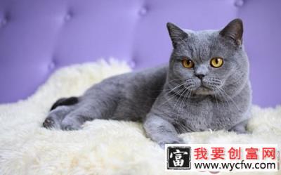 日本短毛猫怎么口腔护理