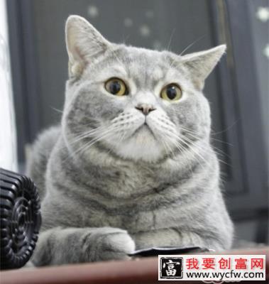 猫咪为啥不爱让你抱