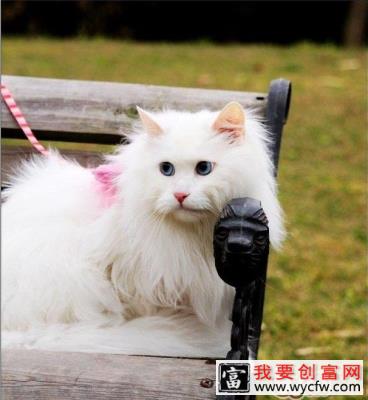 如何选购山东狮子猫