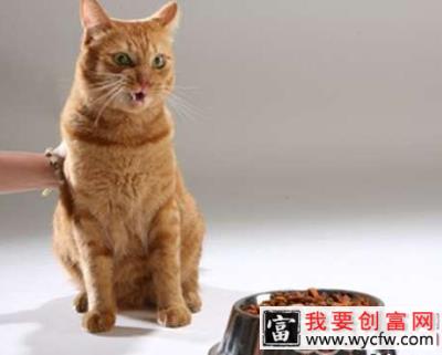 猫咪营养需求小贴士