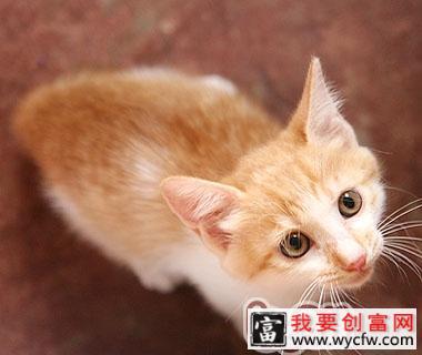 多大的猫咪可以开始吃猫粮呢