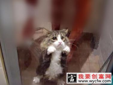 七步搞定猫咪美容