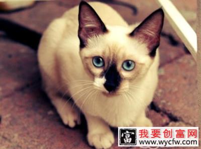 帮宠物猫猫正确刷毛的方法