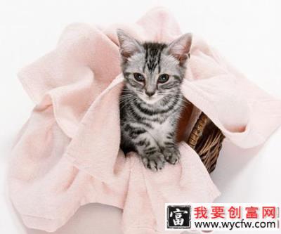 猫咪吃海水鱼的三个注意事项