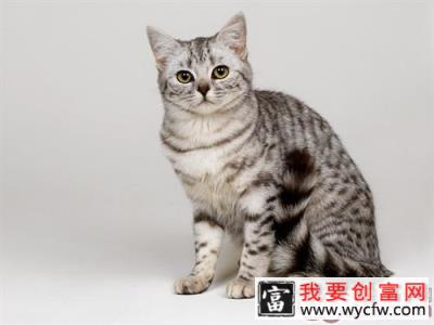 猫咪跳蚤可以用茴香来驱除