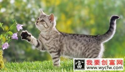 猫咪护牙小常识