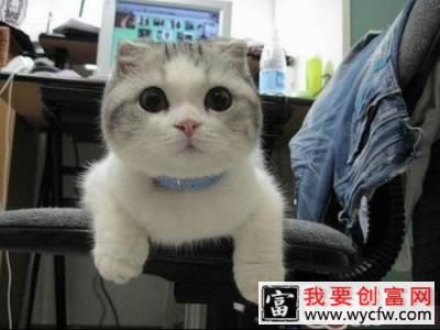 猫咪护理需有备忘录