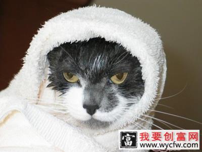 你知道怎样给猫咪洗澡吗？