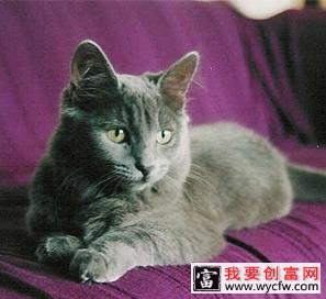 内华达猫猫咪档案