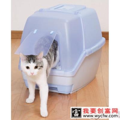 该如何喂养捡到的流浪猫