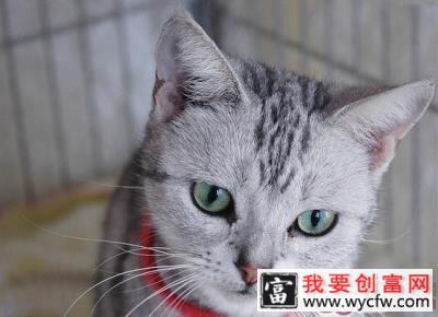 猫咪七岁以后要吃专属的猫粮