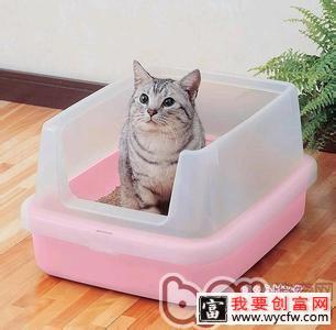 常见的猫砂盆种类解析