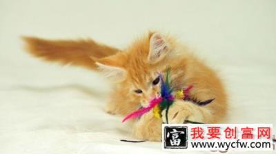 简单三招教你俘获猫咪的心