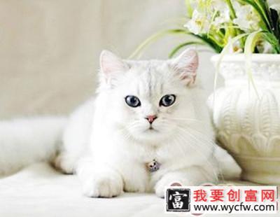 养猫，你做好准备了吗？